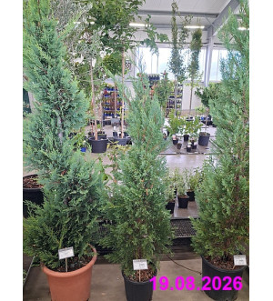 Cupressocyparis l. '2001' C 10 L